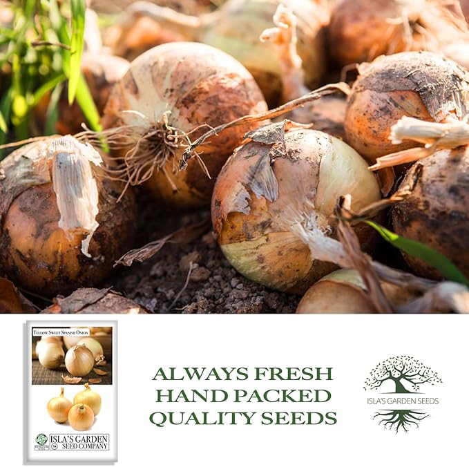 Yellow Sweet Spanish Onion Seeds (Allium cepa) – 750+ Non-GMO Heirloom Seeds by Isla’s Garden Seeds, Mild & Sweet Flavor, Large Golden Bulbs, Excellent for Cooking, Slicing & Storage, Garden Gift Idea