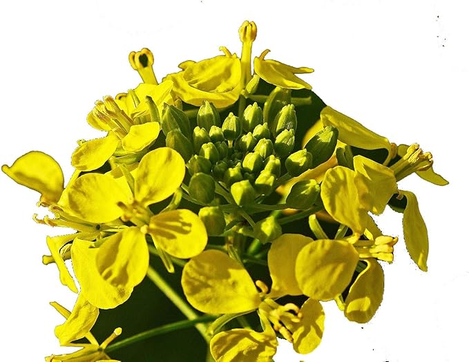 CEMEHA SEEDS - Seeds Yellow Mustard Non GMO Vegetable for Planting 500 Seeds