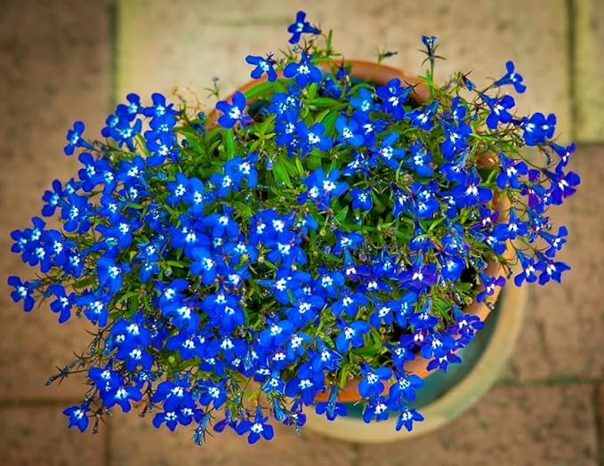 Seeds Lobelia Blue Сascade Cardinal Annual Flowers for Planting 1000 Seeds