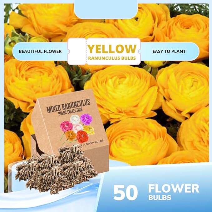 Set 50 Ranunculus Bulbs for Planting, Yellow Ranunculus Corms Bulk, Butterfly Ranunculus Flowers Bulbs Spring Fall, Peony Buttercup Ranunculus
