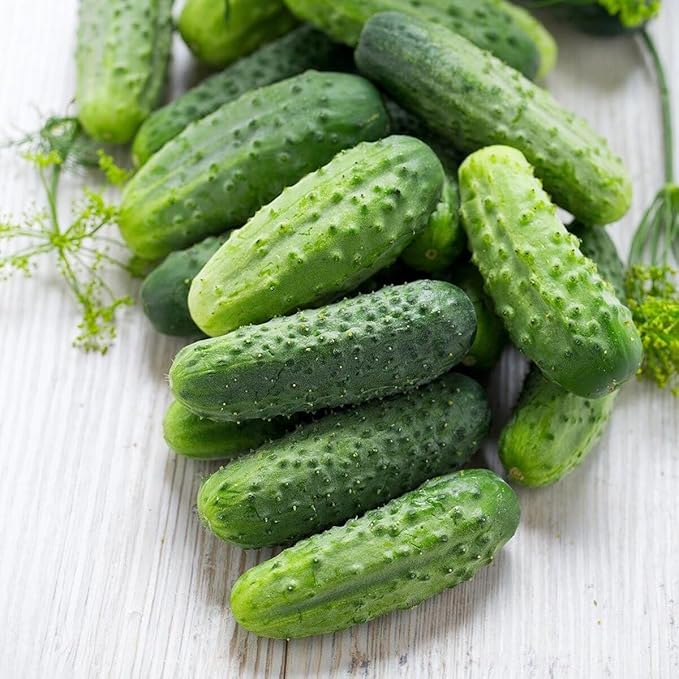 40+ Seeds Cucumber Wisconsin Gherkin - Vegetable Open-Pollinated