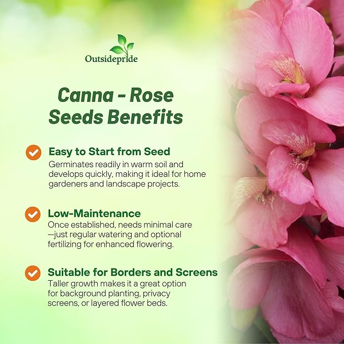 Outsidepride Rose Canna Lily Flower Seeds - 10 Pcs Perennial Seeds for Planting Outdoors with Colorful Blooms for Cut Flowers, Tropical & Water Gardens, Borders, & Poolside Planting