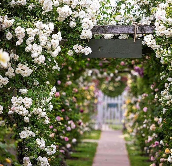 100+ Mix Climbing Rose Seeds for Planting Outdoors Ornamental Climbing Flowers Rosa Bush Vine Climber Long-Blooming