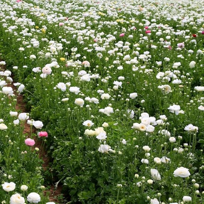 Pack 20 Ranunculus Bulbs for Planting, White Ranunculus Corms, Butterfly Ranunculus Flowers Bulbs to Grow, Peony Buttercup Ranunculus