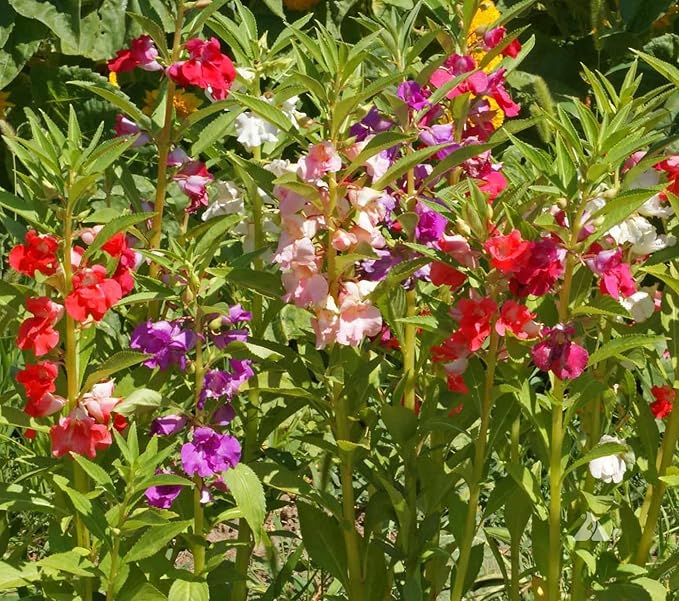 KIRA SEEDS - Seeds Balsam Camellia Flowered Mix - Impatiens balsamina - Annual Flowers for Planting - GMO Free