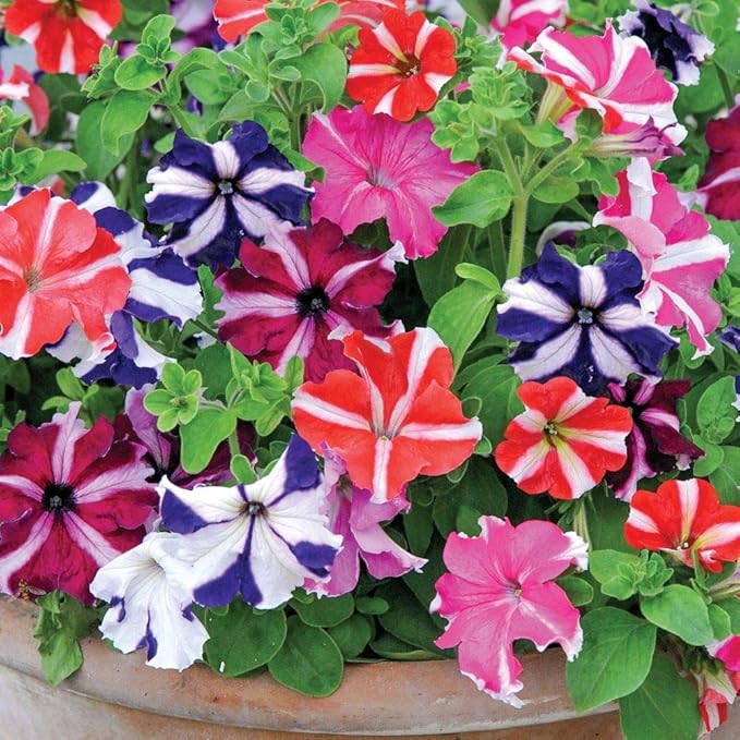 KIRA SEEDS - Seeds Petunia Starfall F1 Mix - Annual Flowers for Planting - GMO Free