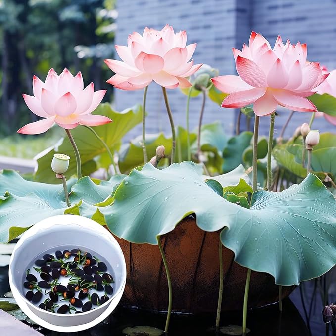 30+ Pcs Bonsai Bowl Lotus Seeds, Water Lily Flower Plant Seed Flowering Aquatic Fresh Garden Seeds for Pond Home Planting Ornamental(Mixed Color)