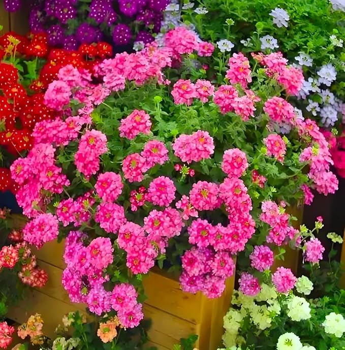 Verbena Seeds for Containers & Hanging Baskets, 1500PCS, Compact Growth, Colorful Blooms for Balcony, Patio & Small Gardens