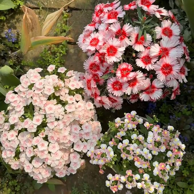 Mixrug Mix Sweet William Dianthus Seeds for Planting, 5000+pcs Rare Perennial Creeping Dianthus barbatus Flower Seeds Non-GMO Heirloom Rare Plants, Open Pollinated Beauty Home Garden for Outdoors