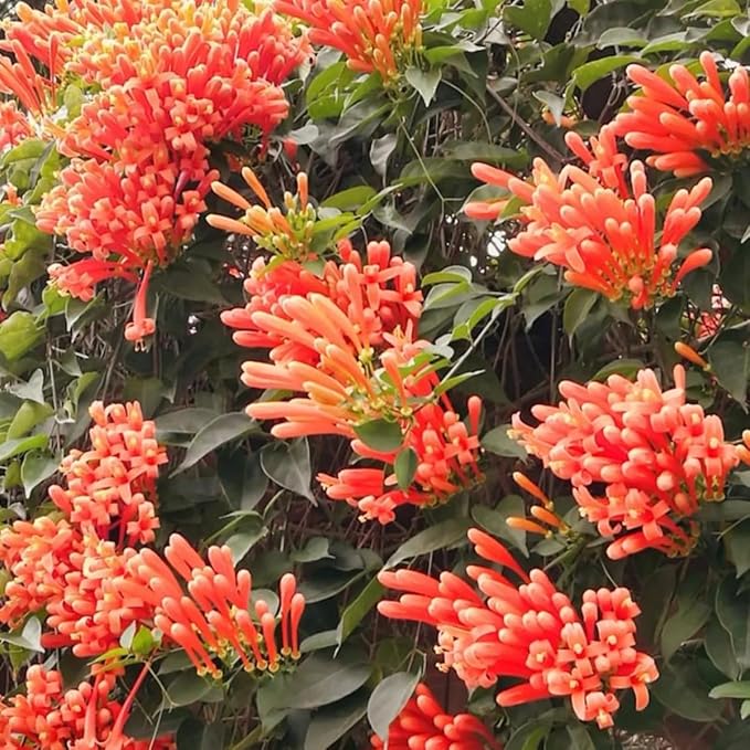 Flame Vine Seeds 20pcs – Fast-Growing Climbing Vine with Bright Orange Winter–Spring Blooms – Hardy Pyrostegia Venusta for Fences & Trellises