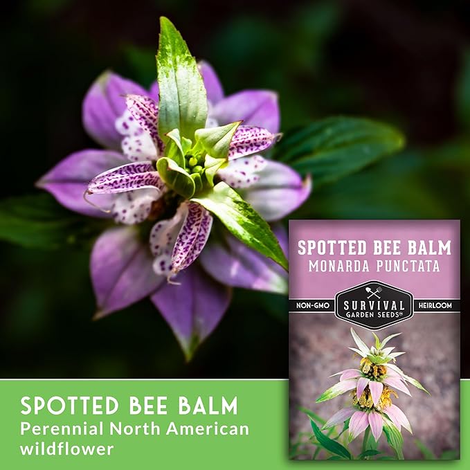 Survival Garden Seeds - Spotted Bee Balm Seed for Planting - 2 Packets with Instructions to Plant & Grow Monarda Punctata Your Home Herb Garden - Dotted Mint Wildflower Non-GMO Heirloom Variety