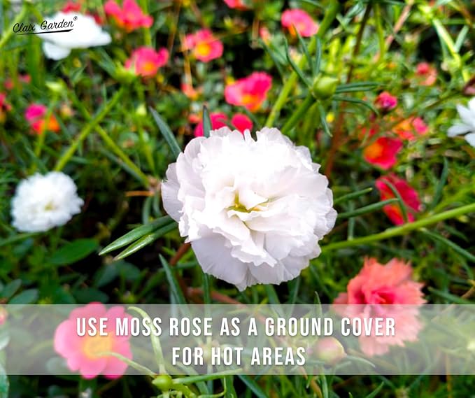 Moss Rose - Portulaca Grandiflora - 5,000+ Seeds - Mixed Colors, Heirloom, Non-GMO, Excellent for Pollinators, Annual - Vibrant Flowers with Heat & Drought Tolerance for Any Home Garden