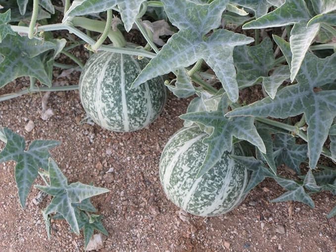 Coyote Gourd (Cucurbita Palmata) -30 Seeds-