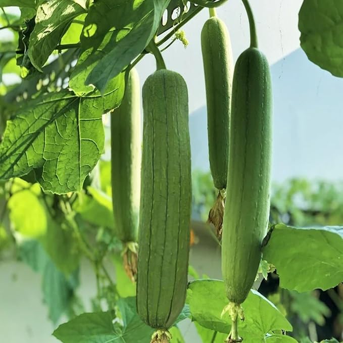 ZEshops 30 Luffa Chubby Pier Gourd Seeds – Non-GMO Heirloom Loofah Vegetable for Planting in Home Gardens, Trellises & Vertical Spaces