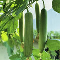ZEshops 30 Luffa Chubby Pier Gourd Seeds – Non-GMO Heirloom Loofah Vegetable for Planting in Home Gardens, Trellises & Vertical Spaces