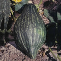 Green Hubbard Winter Squash Garden Seeds - 1 Lbs - Non-GMO, Heirloom - Vegetable Gardening Seed