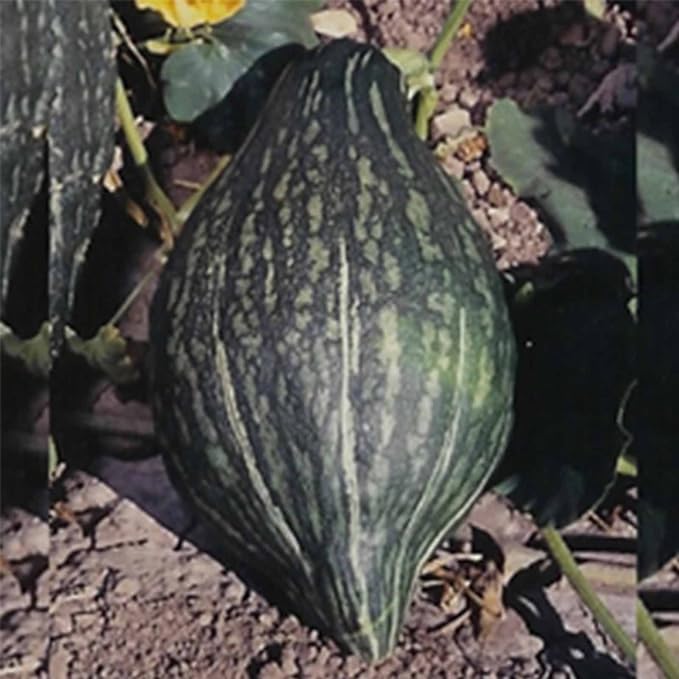 Green Hubbard Winter Squash Garden Seeds - 5 g Packet - Non-GMO, Heirloom - Vegetable Gardening Seed