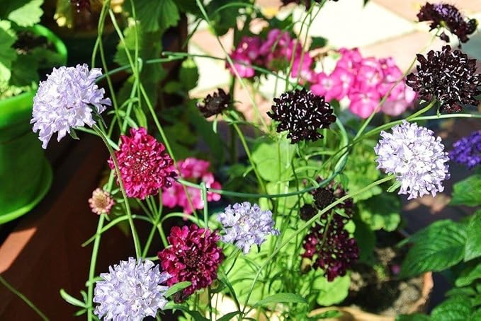 Seeds Pincushion Flower Mix - Scabiosa - Annual Flowers for Planting