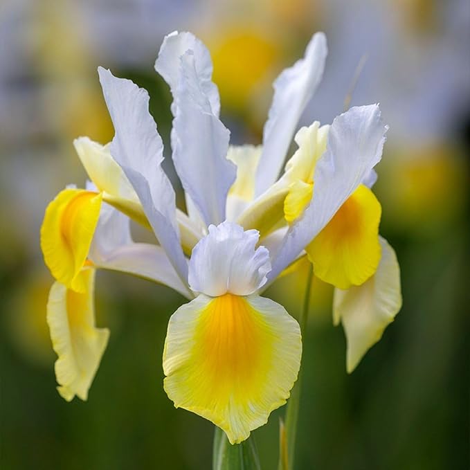 Votaniki Iris hollandica 'Apollo' (Dutch Iris) Bulbs - Hardy Perennial for Spring Blooms | Stunning Yellow & White Flowers, Easy to Grow, Perfect for Cut Flower (12 Pack)