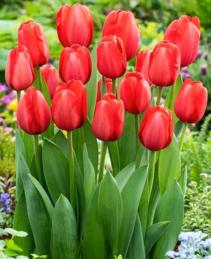 Tulipa Fringed Mixture Tulip Bulbs Size 11/12 for Planting - Plant in Fall, Winter or Early Spring (Red Emperor, 15, Count)