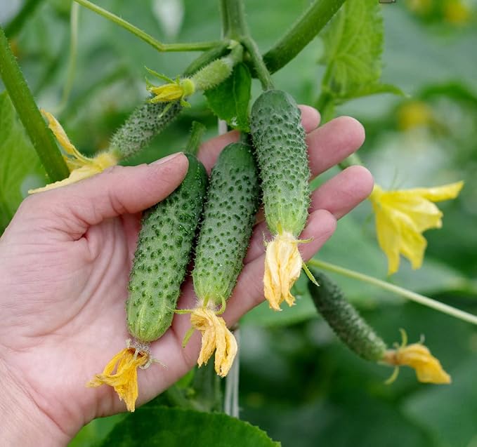Seeds Cucumber Envy of The Neighbors F1 for Pickling Open-Pollinated Non GMO