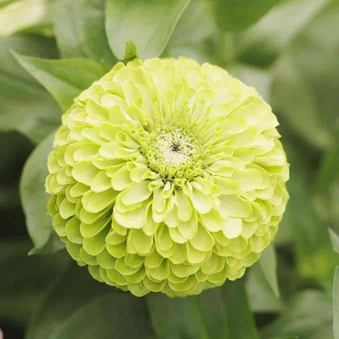 Eden Brothers Zinnia Seeds - Tequila Lime, Non-GMO Seeds for Planting, 1 Ounce | Low-Maintenance Flower Seeds, Plant During Spring, Zones 2, 3, 4, 5, 6, 7, 8, 9, 10