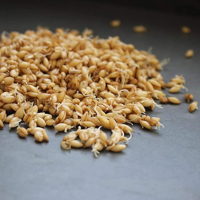 Organic Hulless Sprouting Barley - 4 Oz - Non-GMO Barley Seed - Husk Removed - Excellent Germination - for Sprouts, Barleygrass, Ornamental Grass, Emergency Supply, More