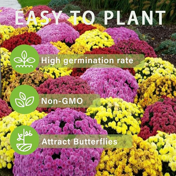 300+Mixed Color Mums Chrysanthemum Seeds for Planting-Perennial Hardy Chrysanthemum Flower Seeds Ground Cover Landscape