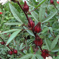 Kitazawa Seed Company Asian Sour Leaf Seeds – 3g Packet (~76 Seeds) – Florida Cranberry, Indian Sorrel, Jamaican Tea, Red Sorrel (Hibiscus sabdariffa) – Heirloom, Non-GMO