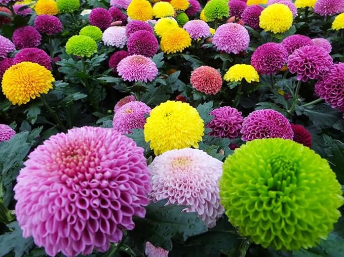100PCS Mixed Color Pompon Chrysanthemum Seeds Pompon Mum Courtyard Flower Seeds