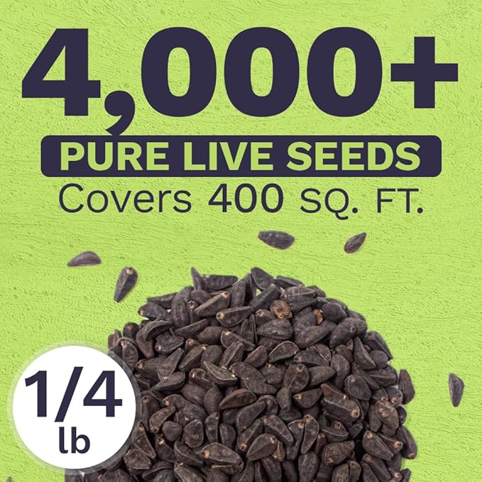 Morning Glory Seeds Heavenly Blue - Bulk 1/4 Pound Bag - Over 4,000 Fresh Flower Seeds