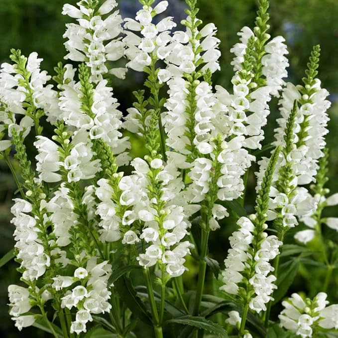 Outsidepride Obedient Plant Seeds - 1000 Pcs. Perennial, Low-Maintenance & Easy to Grow, Flower Seeds for Planting Tall, Vibrant White Blooms for Pollinator Gardens & Cut Flower Arrangements