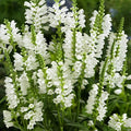 Outsidepride Obedient Plant Seeds - 1000 Pcs. Perennial, Low-Maintenance & Easy to Grow, Flower Seeds for Planting Tall, Vibrant White Blooms for Pollinator Gardens & Cut Flower Arrangements