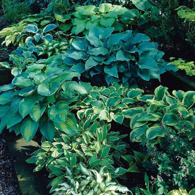 6-Pack Mixed Hosta Root Value Bag | Vibrant Variety for Beautiful Summer Perennial Gardens - Shade or Part Sun Loving - Low Maintenance Easy to Grow