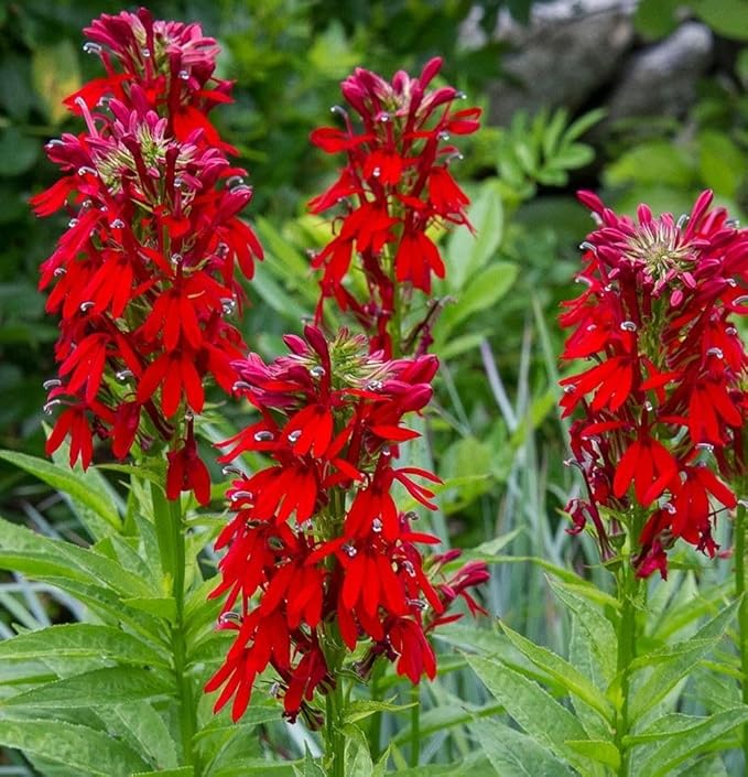 100PCS Cardinal Flower Seeds Red Lobelia Cardinalis Hummingbird Garden Plant Seeds