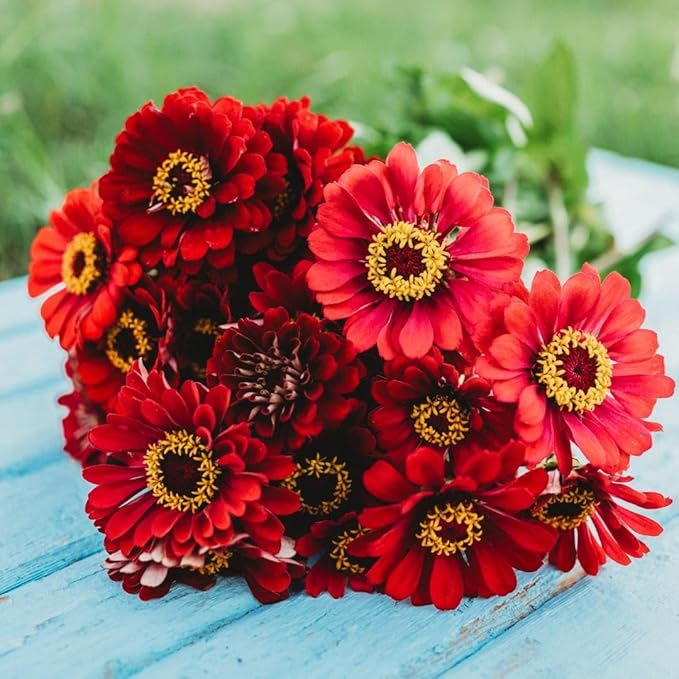 Meteor Zinnia - 100 Seeds - Beautiful Burgundy Flowers, Great for Cutting Gardens & Bouquets, Non-GMO Heirloom Zinnia Seeds for Planting in The Home Garden, Thresh Seed Company
