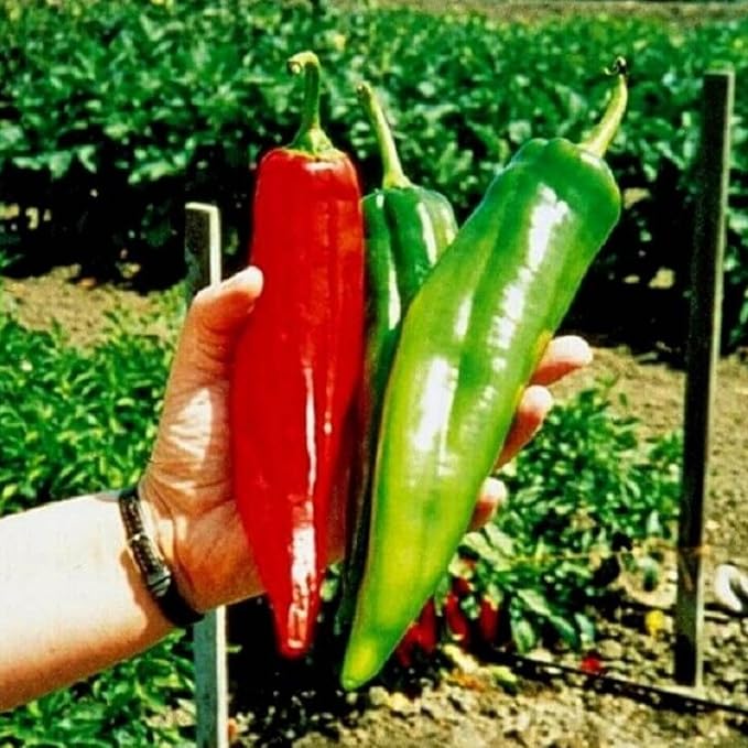 100 Hot Chili Pepper Seeds for Planting, Large Red Pepper Seeds to Grow Indoor Outdoor, Vegetable Home Garden