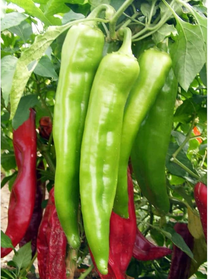 100 Hot Chili Pepper Seeds for Planting, Large Red Pepper Seeds to Grow Indoor Outdoor, Vegetable Home Garden