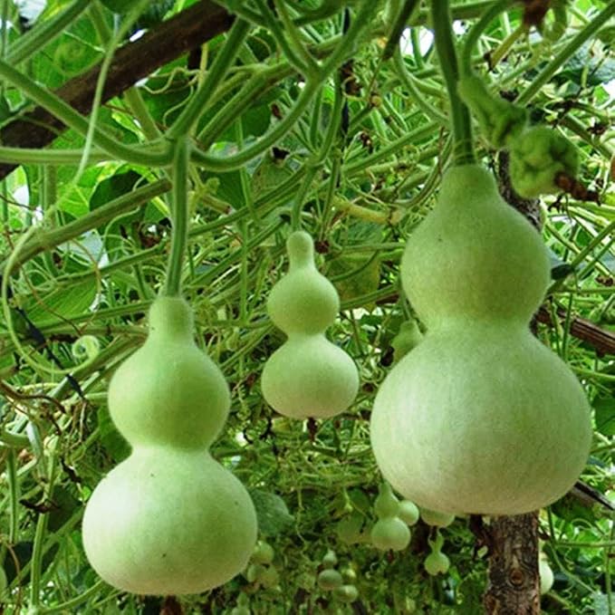 SeedsUP - 10+ Seeds Bottle Gourd (Calabash, Lagenaria) - Vegetable Green