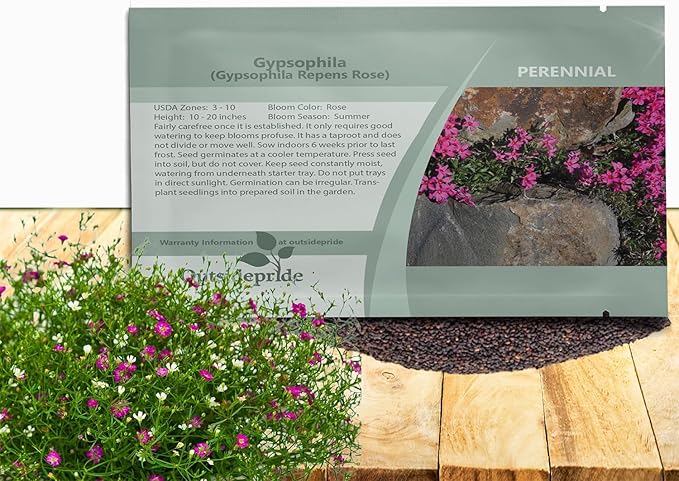 Outsidepride Gypsophila Rose Creeping Baby's Breath Seed - 10000 Pcs. Perennial, Easy to Grow & Drought Tolerant Wild Flower Seeds for Planting Vibrant Blooms in Pollinator Garden & Floral Arrangement