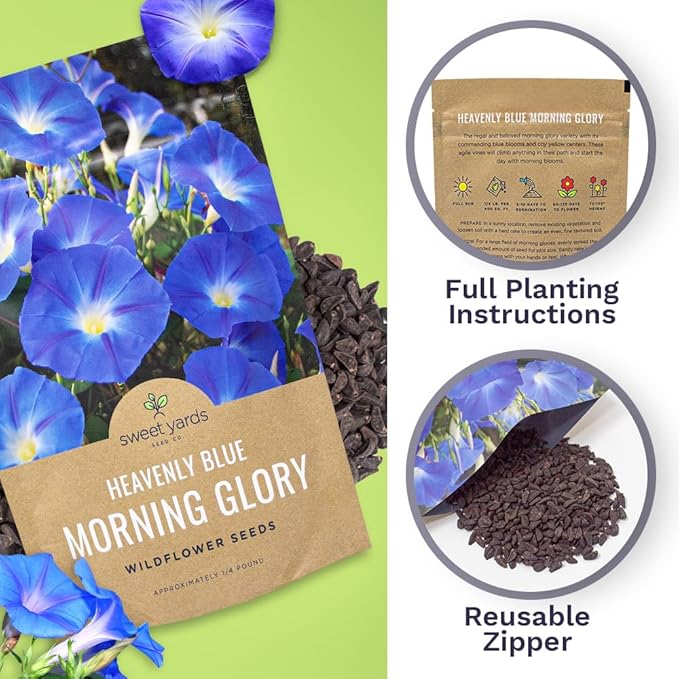 Morning Glory Seeds Heavenly Blue - Bulk 1/4 Pound Bag - Over 4,000 Fresh Flower Seeds
