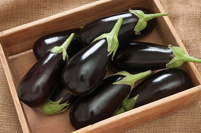 Eggplant Long Pop Seeds – Solanum Melongena | High-Yield Asian Eggplant Variety | Tender & Flavorful
