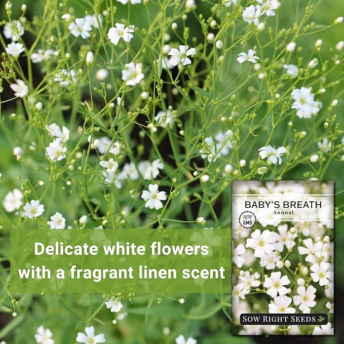 Sow Right Seeds - Annual Baby’s Breath Seeds for Planting - Non-GMO White Flowers Heirloom Packet with Instructions to Plant in Your Home Garden - Snow Like Blooms - Fresh and Dried Cut Flower (2)