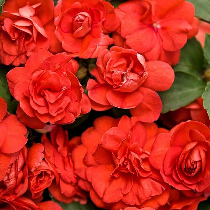 300+ Double Impatiens Seeds Perennial Annual Mixed Camellia Impatiens Balsamina Balsam Seeds Double Flower Borders Containers Outdoor