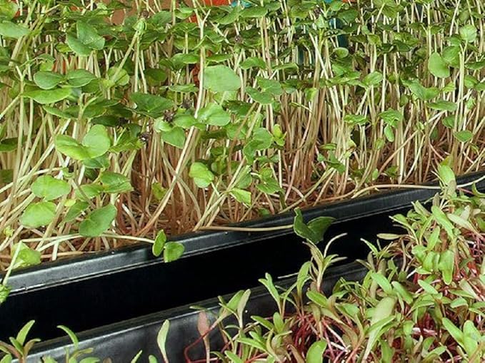 Cilantro Seed, Sprouting Seeds, Microgreen, Sprouting, 8 OZ, Non GMO - Country Creek Acres Brand - High Sprout Germination- Juicing, Gardening, Hydroponics, Growing Salad Sprouts
