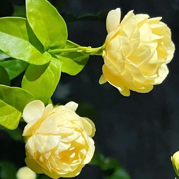 Mixrug 150pcs Mix Jasmine Flower Seeds for Planting, Perennial Fragrant Climbing Jasmine Flower Seeds Plants, Non-GMO Heirloom Beauty Windmill Climber Flowers in Home Garden Outdoors