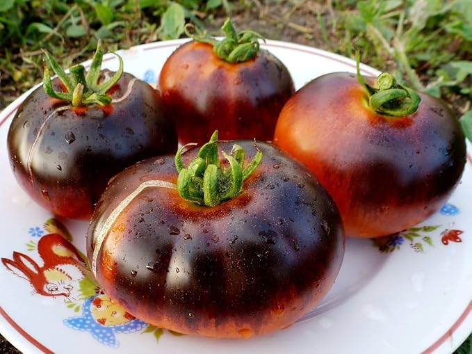 Seeds Black Elephant Tomato - Heirloom Vegetable - GMO Free