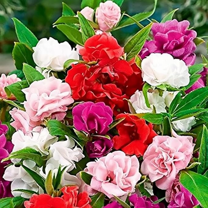 300 Balsam Seeds (Impatiens balsamina) - Non-GMO Heirloom Annual Flowers, Vibrant Blooms & Profuse Flowering for Garden