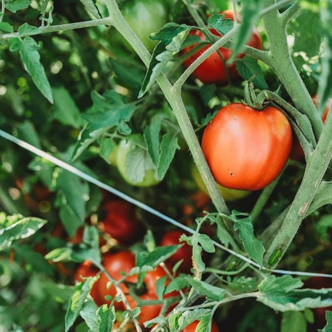 Perestroika Siberian Tomato - 50 Seeds - Russian Heirloom Variety, Great for Short Seasons and Cold Climates, Non-GMO Heirloom Tomato Seeds for Planting in The Home Garden, Thresh Seed Company