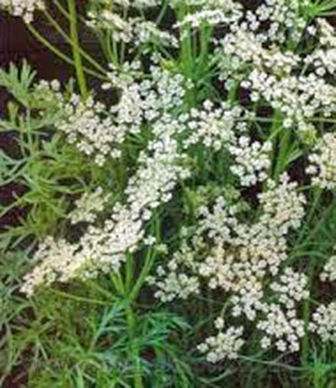 Caraway Seeds, Herb, 1000+ Seeds, Non GMO, You Can Use Seeds, Plant and Roots on This Herb